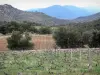 Paisagens dos Pirenéus Orientais - Campos de vinhas, árvores e colinas