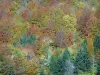 Paisagens de Savoy no outono - Árvores de uma floresta com cores brilhantes do outono