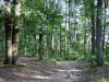 Paisagens de Val-d'Oise - Floresta de Montmorency: caminho na floresta ladeado por árvores