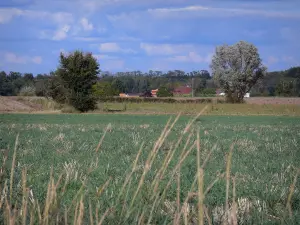 Paisagens de Viena - Caules em primeiro plano, campos, árvores e telhados de casas