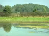 Paisajes de Ain - Los árboles se refleja en las aguas de un estanque Dombes