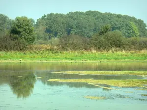 Paisajes de Ain - Los árboles se refleja en las aguas de un estanque Dombes