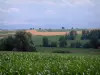 Paisajes de Alsacia - Campo de maíz, árboles, campos y colinas en el fondo