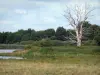Paisajes de Berry - Parque Natural Regional de la Brenne: árbol muerto cerca de un estanque