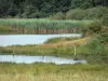 Paisajes de Berry - Parque Natural Regional de la Brenne: prado, un estanque y juncos (juncos)