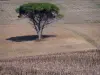 Paisajes de Berry - Árbol en un campo