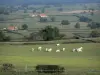 Paisajes del Borbonés - Rebaño de vacas Charolais en un prado, granjas y prados con árboles individuales
