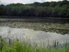 Paisajes de Indre y Loira - La hierba en primer plano, un lago (Lago) Chemillé-sur-Indrois con nenúfares y árboles en el valle del Indrois