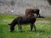 Paisajes de Indre y Loira - Dos burros a los burros en el parque del castillo de Chenonceau