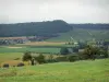 Paisajes del Jura - Los pastizales, campos, árboles, casas, viñas (viñedos de Jura) y el bosque en el fondo