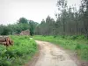 Paisajes de Landes - Parque Natural Regional de las Landas de Gascuña: trayectoria, pila de leña, helechos y bosque de pinos
