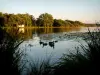 Paisajes de Landes - Los patos que flotan en el agua de un estanque Landes