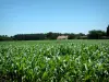 Paisajes de Landes - Casas en el borde de un campo de maíz
