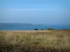 Paisajes del litoral de Bretaña - Campo de trigo con el mar (Océano Atlántico) y la costa (acantilados) de ancho
