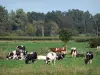 Paisajes del Norte - Parque Regional de Scarpe-Escaut: rebaño de vacas en un prado, el campo y los árboles