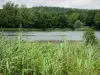 Paisajes de Picardie - Pond, las cañas y el bosque de Saint-Gobain