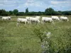 Paisajes de Sarthe - Rebaño de vacas en un prado vallado