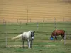 Paisajes de Val-d'Oise - Parque Natural Regional Vexin Français: caballos en un prado