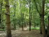 Parc départemental Georges-Valbon - Flânerie au milieu des arbres