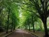 Parc départemental Georges-Valbon - Route bordée d'arbres