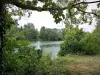 Parc départemental de l'Île-Saint-Denis - Arbres au bord du fleuve Seine