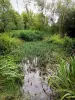 Parc départemental du Morbras - Végétation aquatique