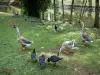 Parc Floral de la Source - Oiseaux aquatiques au bord de la rivière Loiret