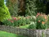 Parc Floral de la Source - Jardin de dahlias (dahlias en fleurs)
