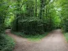 Parc forestier de la Poudrerie - Chemins traversant la forêt