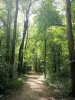 Parc forestier de la Poudrerie - Chemin bordé d'arbres