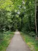 Parc forestier de la Poudrerie - Chemin traversant la forêt
