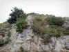 Parc National des Cévennes - Rochers et arbustes