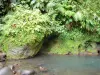 Parc National de la Guadeloupe - Végétation tropicale au bord de l'eau