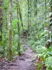 Parc National de la Guadeloupe - Sentier bordé de végétation tropicale