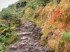 Parc National de la Guadeloupe - Massif de la Soufrière : chemin des Dames, sentier menant au sommet du volcan en activité