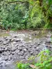 Parc National de la Guadeloupe - Rivière serpentant au coeur de la forêt tropicale 