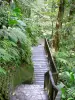 Parc National de la Guadeloupe - Dans la forêt tropicale, parcours aménagé menant aux chutes du Carbet