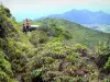 Parc National de la Guadeloupe - Paysage verdoyant du massif de la Soufrière