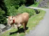 Parc National des Pyrénées - Vache en liberté au bord de la route et du gave de Bious