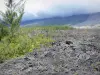 Parc National de La Réunion - Vue sur la végétation du Grand Brûlé et les coulées volcaniques du piton de la Fournaise depuis la route des Laves