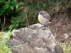 Parc National de La Réunion - Oiseau tec-tec (Tarier de la Réunion) au col du Taïbit