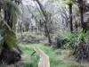 Parc National de La Réunion - Randonnée pédestre dans la forêt de Bélouve