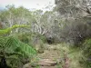 Parc National de La Réunion - Cirque de Mafate : sentier de randonnée bordé d'arbres