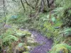 Parc National de La Réunion - Cirque de Cilaos : sentier menant au col du Taïbit
