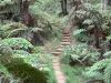Parc National de La Réunion - Randonnée pédestre au coeur de la forêt de Bélouve