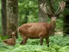 Le parc naturel de Boutissaint - Guide tourisme, vacances & week-end dans l'Yonne