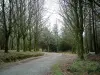 Parc Naturel Régional d'Armorique - Petite route dans la forêt