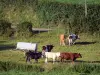 Parc Naturel Régional de l'Avesnois - Vaches dans un pâturage