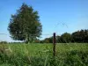 Parc Naturel Régional de l'Avesnois - Clôture d'un champ, épis et arbres
