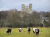 Parc Naturel Régional des Boucles de la Seine Normande - Abbaye de Jumièges, arbres, prairie avec des vaches normandes et ciel orageux